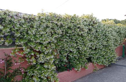 Casa Vacanze Mimose - Foto 33