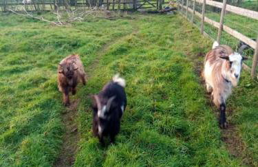 The old hayloft on 22 acre country smallholding - Foto 33