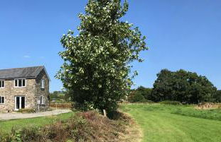 Maesyfelin Isaf Apartment - Foto 34