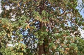 Cosy Er Lann Gîte Cèdre - Foto 32