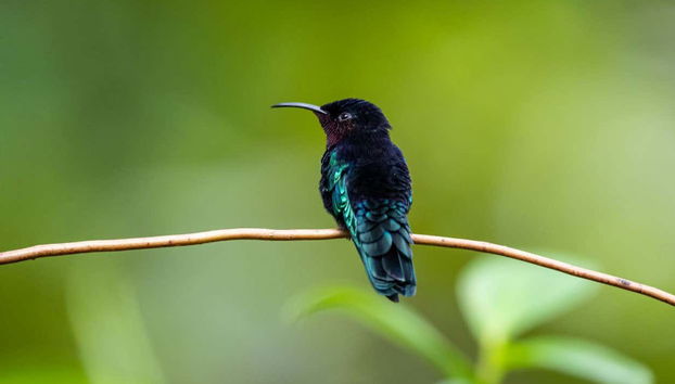 Entrada al parque de aventura Rainforest Santa Lucía - Foto 5, Las aves en el Parque de aventuras Santa Lucía