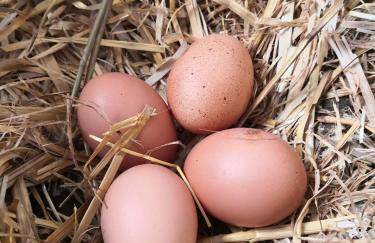 Agriturismo Cella di Montalto Pavese - Photo 31