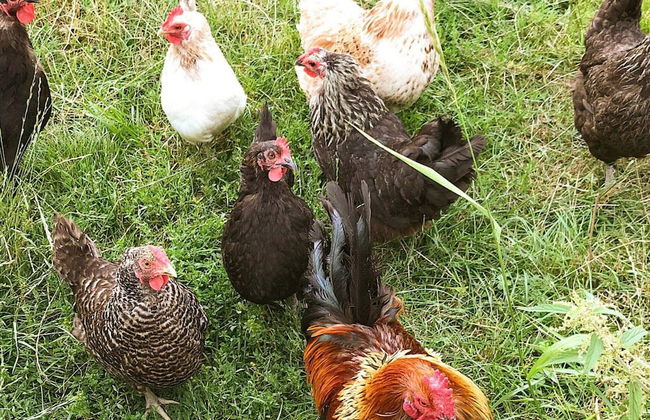 4 Person Holiday Home in Stjarnhov - Foto 7