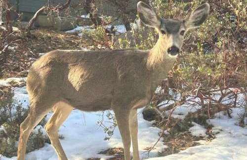 Mountain Cabin Retreat in the Pines - Foto 33