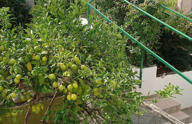 Villa Softic - Photo 56