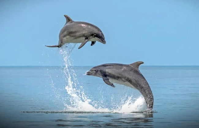 Newquay Haven Caravan 42x14 With Ocean Views - Foto 18