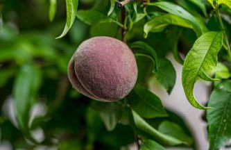 Krebiehls Winkelhof - Foto 26