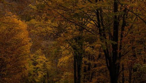 Il Casalino - Nido nel Chianti - Foto 3