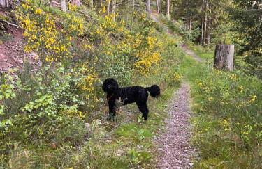 HAUS AM SEE - Natur Pur - Foto 48