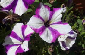 Apartment Marko - Foto 42