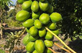 Galeón Ossorio Vistas Panoramicas - Foto 24