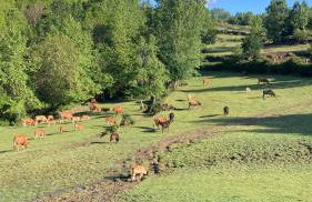 Quinta de Bouças - Foto 14