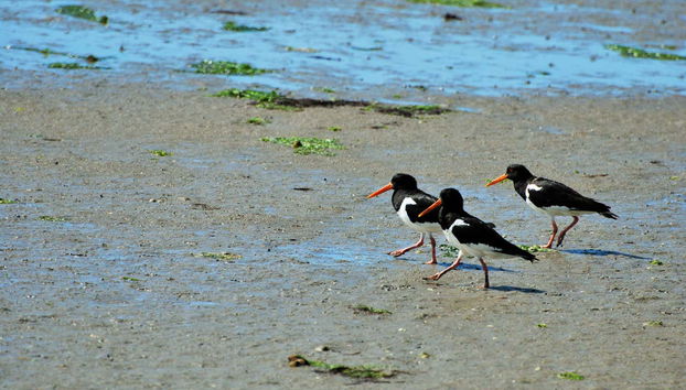 Home to lots of species of birds