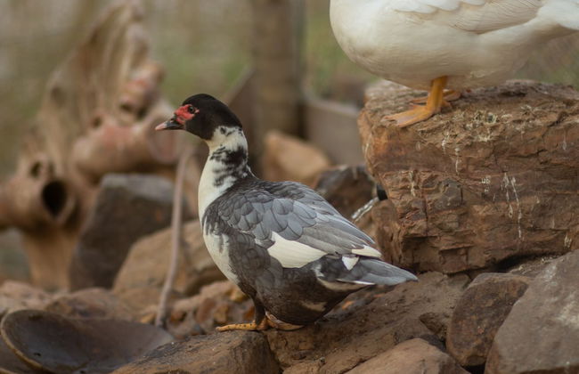 Hotel Fazenda Estancia Torre De Pedra - Foto 49