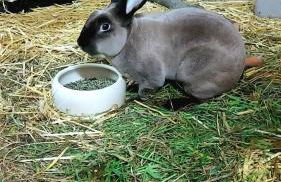 Ferienwohnung auf Hof Santangelo - Foto 19