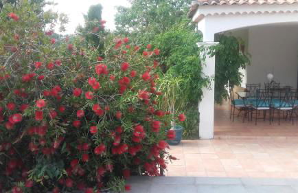 la lavande bleue - Foto 9