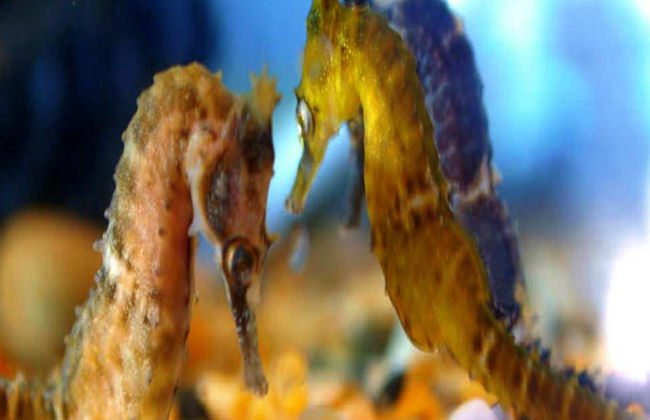 Tour Guiado pelo Mundo dos Cavalos-Marinhos - Foto 6