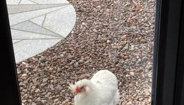 The Hive at Bee Happy Breaks Scotland - Foto 3