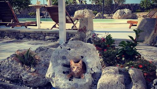 Agriturismo Masseria Saittole - Foto 4