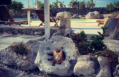 Agriturismo Masseria Saittole - Foto 4