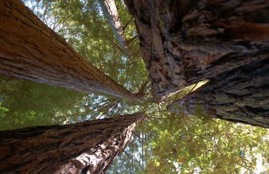 Amazing Oceanview 2 bedroom Oceanfront! by OceanviewHotTubs Shelter Cove, CA Tesla EV Station - Foto 35