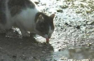 Holiday Home Blockhaus in Gajówka mit Kaminofen by Interhome - Foto 24