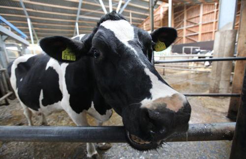 Gast- und Milchhof Franz - Foto 25