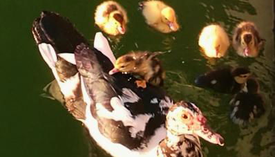 Apartments Finca El Rincón - Foto 3, Garden