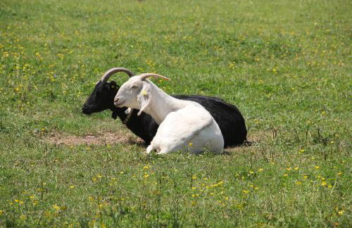 LOGIS DU GRAND PIN - Photo 44