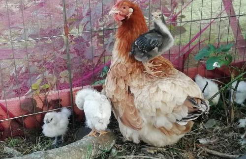 The Hayloft. Entire Barn Conversion near Keswick - Foto 28