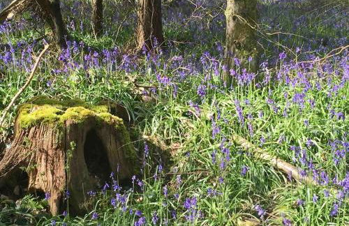 Linden Suite - Foto 29