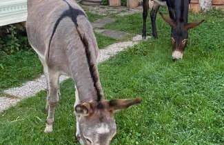 Eselhof Oberlascheid - Foto 10