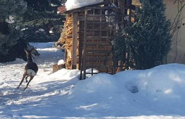 Dom Grabowa z sauną , podgrzewanym basenem i balią z hydromasażem - Foto 38