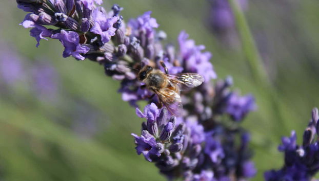 Abeille pollinisant un plante de lavande