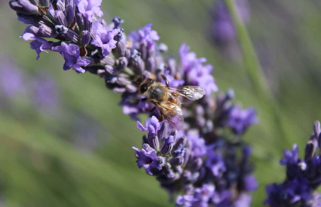 Visita a la Maison de la Lavande - Foto 2