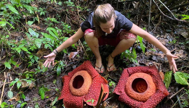 Flore de Gunung Leuser