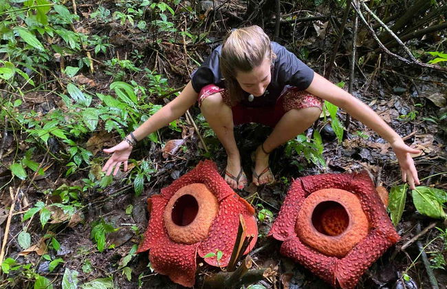 Observation d'orangs-outans à Gunung Leuser en 3 à 4 jours - Photo 4
