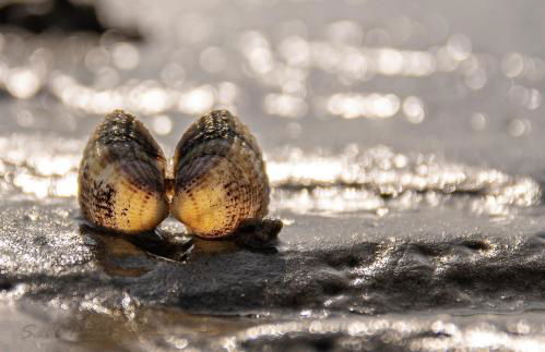 Ferienwohnung Watt un Leev in direkter Strand & Citynähe von Büsum - Foto 30