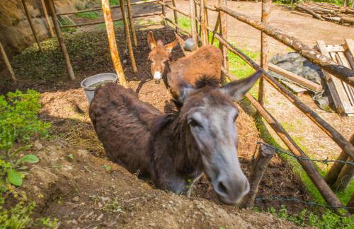 Poggio della Roverella Country House - Foto 49