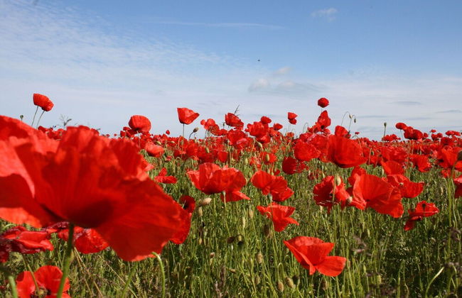 Cozy Retreat in Kropelin - Foto 18