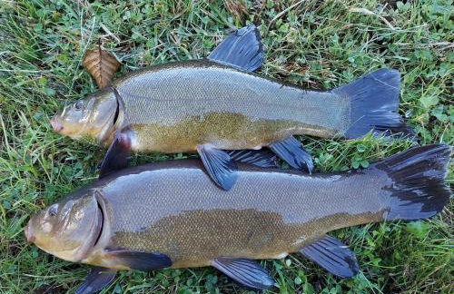 Leśne Domki Wejsuny - Foto 18