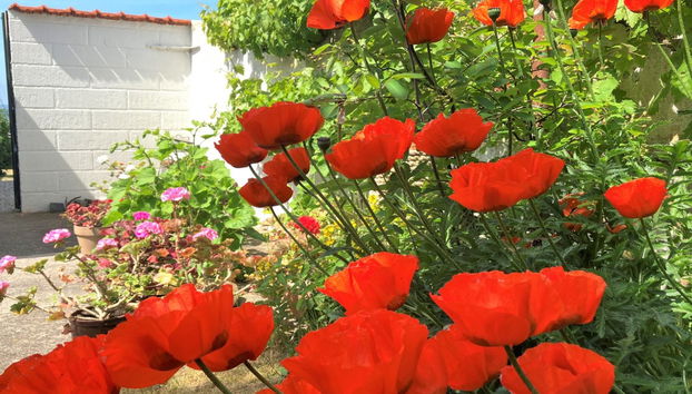 "Merete" - 50m from the sea - Foto 4, Place