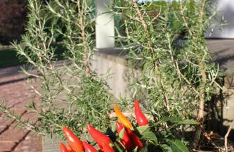 Ferienhaus Strandkiefer - Foto 14