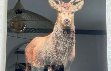 Les Bergers - Piscine Sauna - Foto 8