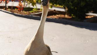 Casa de Fazenda Histórica, Mergulhada na Natureza, com Vista Panorâmica Deslumbrante e Grande Varanda a 2 km do Centro - Foto 4