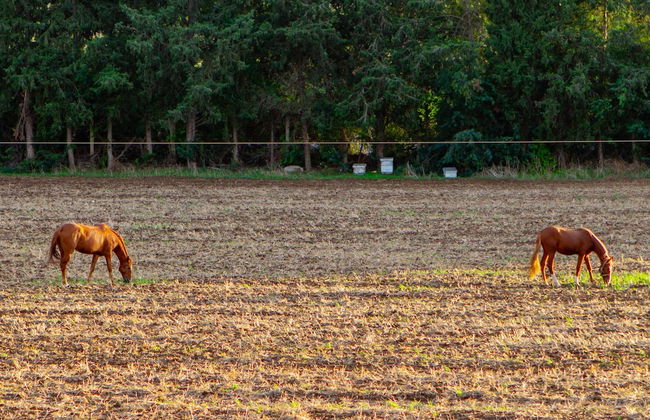 Dar Ichkeul - Foto 34