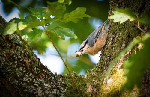 Coedmor Cottages - Foto 51