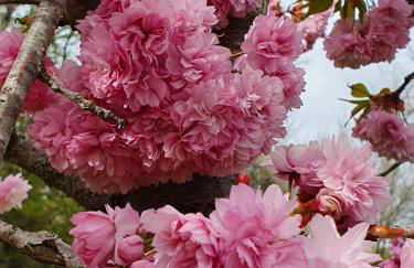 Gîte de la Maison du L.A.C - Foto 37