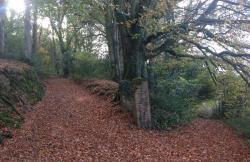 David's Organic Farm Wales - Foto 25