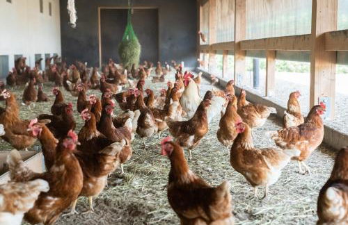 Ferienwohnung Balkon - Photo 13